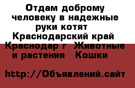 Отдам доброму человеку в надежные руки котят - Краснодарский край, Краснодар г. Животные и растения » Кошки   